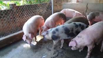 Giá heo hơi hôm nay (10/3) tiếp đà giảm ở phía Nam,  giá heo thủng đáy đến bao giờ?