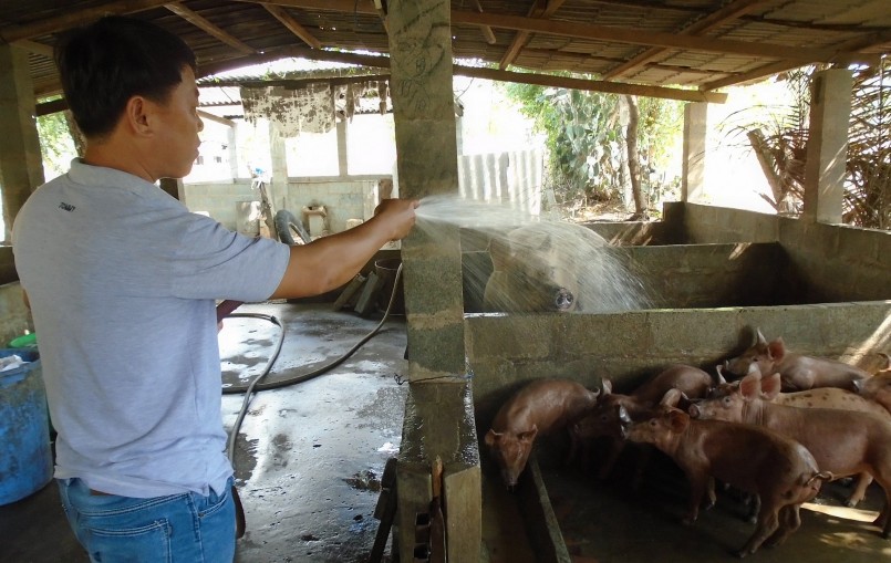 Giá heo hơi giảm liên tiếp, người chăn nuôi đối mặt với thua lỗ kéo dài.