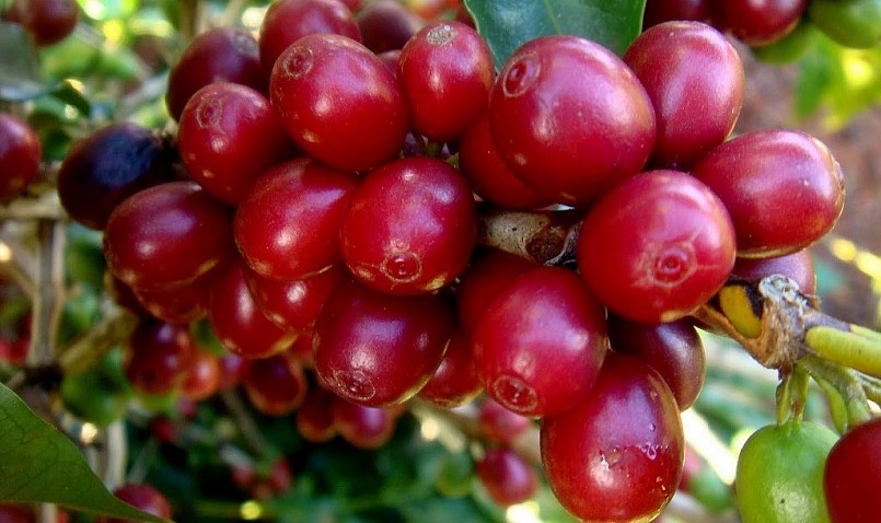 Giá nông sản hôm nay (10/3), cà phê loạn nhịp khi tiếp tục tăng - giảm trái chiều trên thị trường thế giới. Giá nông sản hôm nay (10/3), cà phê loạn nhịp khi tiếp tục tăng - giảm trái chiều trên thị trường thế giới.