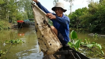 Thả bao xi măng xuống kênh dụ ốc, tưởng trò nghịch dại ai ngờ kiếm tiền triệu mỗi ngày