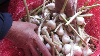 Vì sao ba năm liền Lý Sơn mất mùa "vàng trắng", đầu tư tiền triệu thu về tiền trăm?