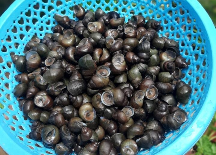 Ốc đắng có mình tròn, to cỡ đầu ngón trỏ