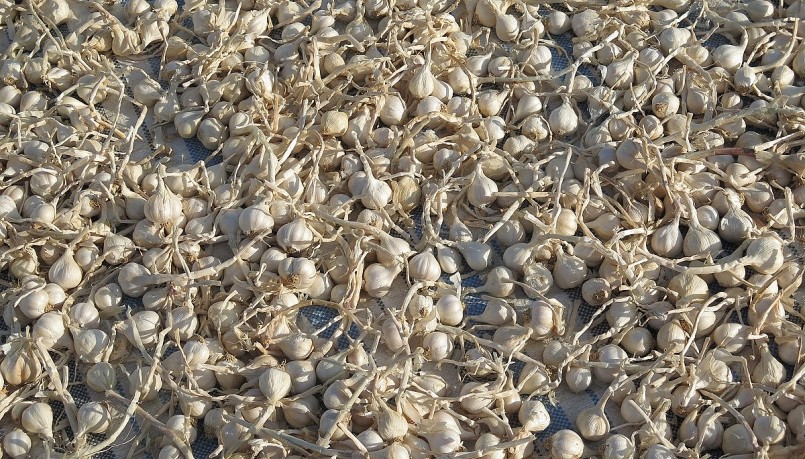 Chưa năm nào sản lượng tỏi Lý Sơn sụt giảm, chất lượng cũng kém do củ nhỏ như năm nay.