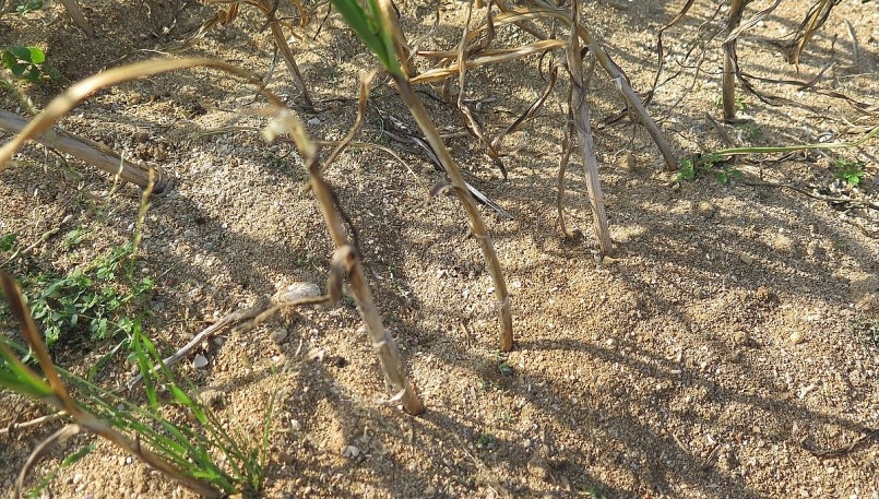 Thời tiết bất thuận và sâu bệnh khiến vùng tỏi ba năm liền thất thu.