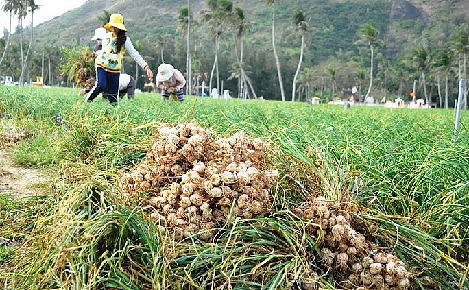 Ba năm liên tục, tỏi Lý Sơn mất mùa người trồng tỏi trắng tay.
