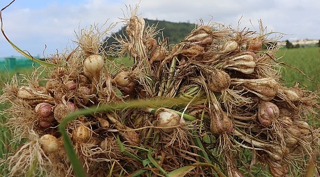 Vụ tỏi Đông Xuân 2022-2023 mất mùa 90% khiến người trồng tỏi ở Lý Sơn thiệt hại nặng.