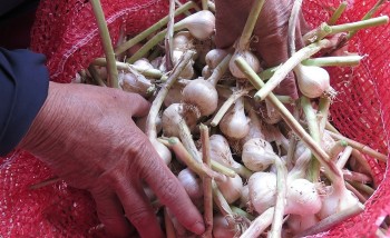 Vì sao ba năm liền Lý Sơn mất mùa "vàng trắng", đầu tư tiền triệu thu về tiền trăm?