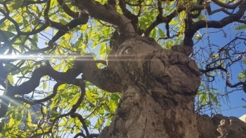 Cụ lộc vừng một thế kỷ gió sương với dáng thế lạ lùng, giá nửa tỷ mới sang tên