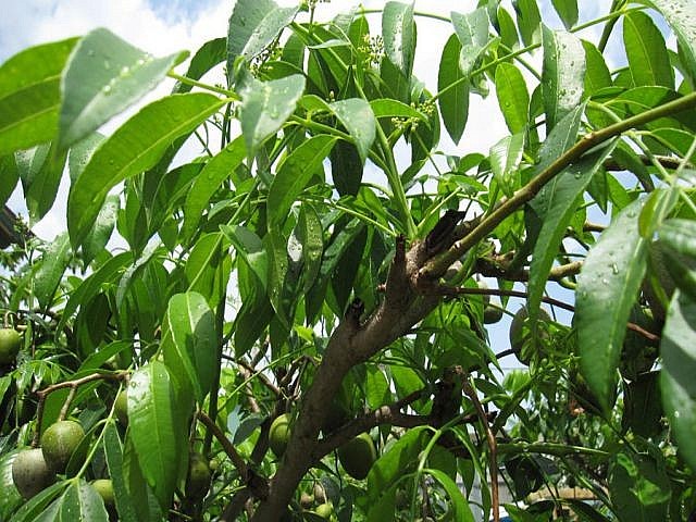 Cóc là một loại cây phổ biến ở nước ta Cóc là một loại cây phổ biến ở nước ta