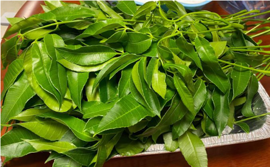 Lá cóc chế biến được vô số món ngon Lá cóc chế biến được vô số món ngon