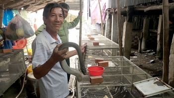 Nuôi loài lạ có trong Sách Đỏ, tuần cho ăn vài lần, chăm nhàn tênh mà bán 800.000/kg thu trăm triệu mỗi năm