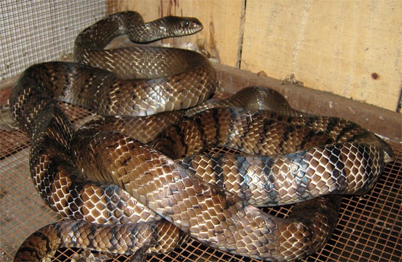 Rắn hổ hèo hay còn gọi là rắn hổ vện không Rắn hổ hèo hay còn gọi là rắn hổ vện không