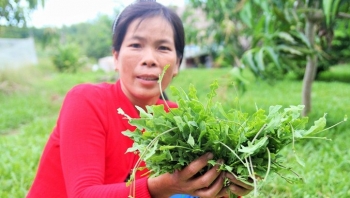 Cây dại bất ngờ trở thành rau dược liệu cực tốt, cực lạ, cực đắt ai cũng muốn trồng
