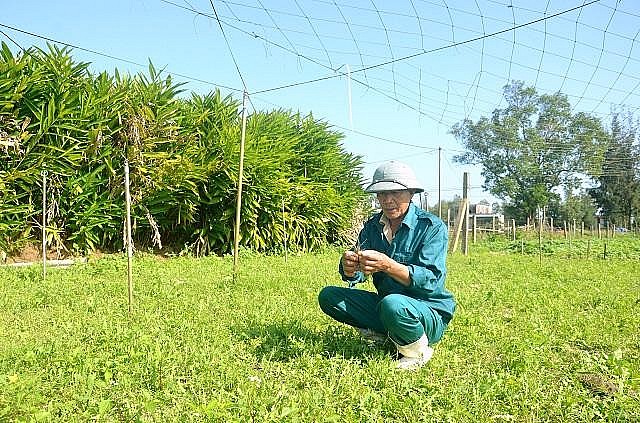 Sa sâm đang được trồng tại HTX Dũng Na