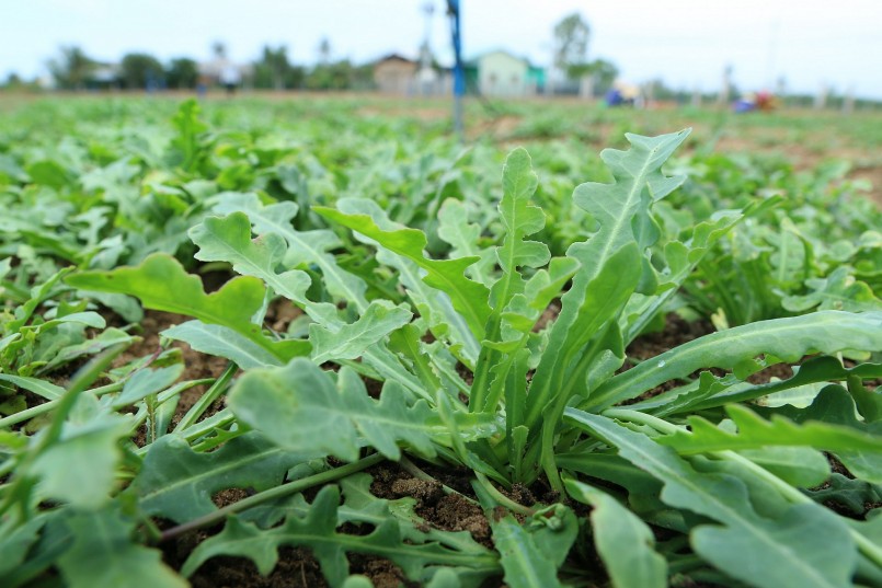 Sa sâm Việt trên vùng cát biển.