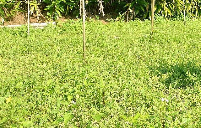 Sa sâm là loài dược liệu quý mọc hoang đã được trồng thử nghiệm