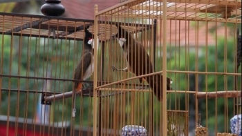 Bỏ tiền triệu mua loài vật bằng nắm tay về thuần dưỡng như con mọn đổi lấy một chữ: Vui!