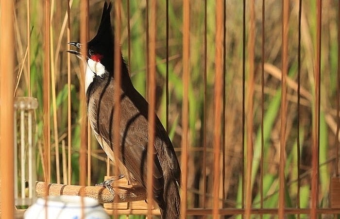 Nhiều người lựa chọn chơi chim chào mào cảnh bởi tiếng hót trong trẻo của chúng.