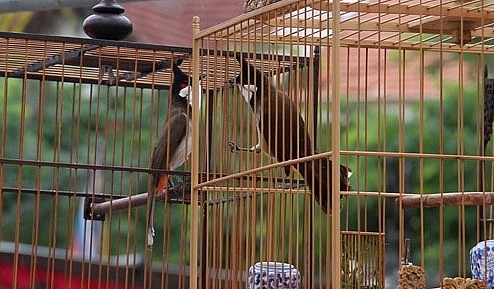 Chơi chim không chỉ lấy đi nhiều thời gian mà cũng khá tốn chi phí. 