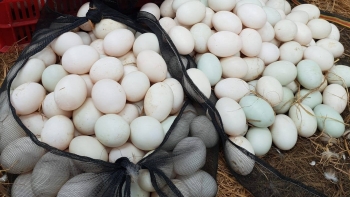 Bí quyết nuôi vịt không cần ao vườn, không chạy đồng mà vịt khỏe đẻ mau mỗi năm lãi nửa tỷ đồng