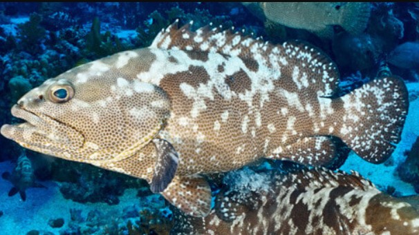 Đem thịt con cá miệng rộng, răng sắc về “tắm” với nước dừa cho ra món đặc sản ăn vừa giòn, vừa ngọt cực mê