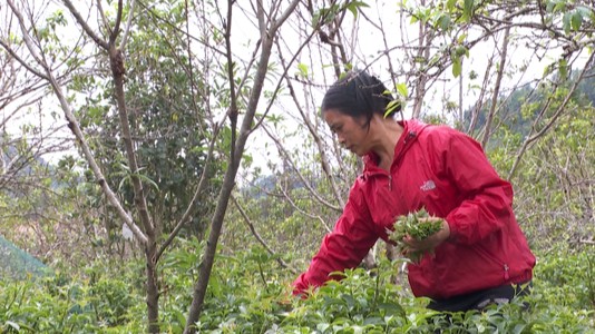 Loại cây xưa làm hàng rào nay được ví như "nhân sâm quý", hái ngọn bán đắt như tôm tươi 50.000 đồng/kg