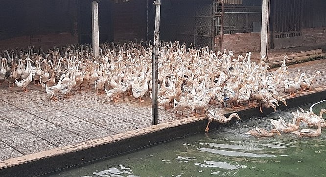 Nuôi vịt trên cạn dễ kiểm soát dịch bệnh và không bị hao hụt trứng nên hiệu quả kinh tế cao.