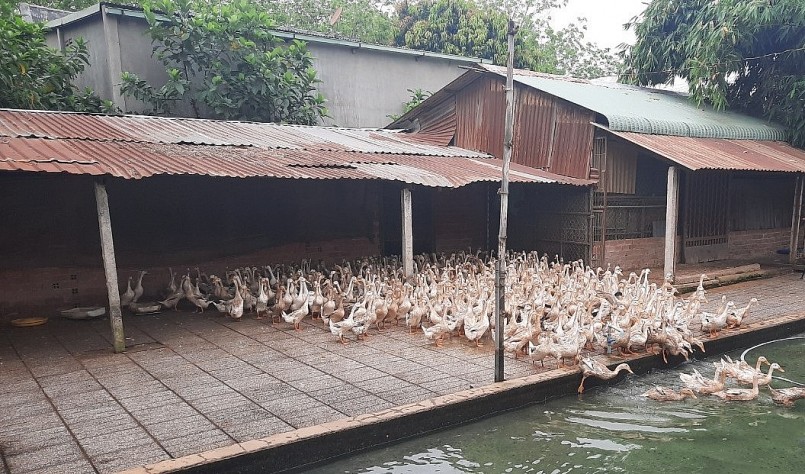 Ông Ngô Đình Chiểu là người đi tiên phong thực hiện mô hình nuôi vịt đẻ trên cạn tại địa phương.