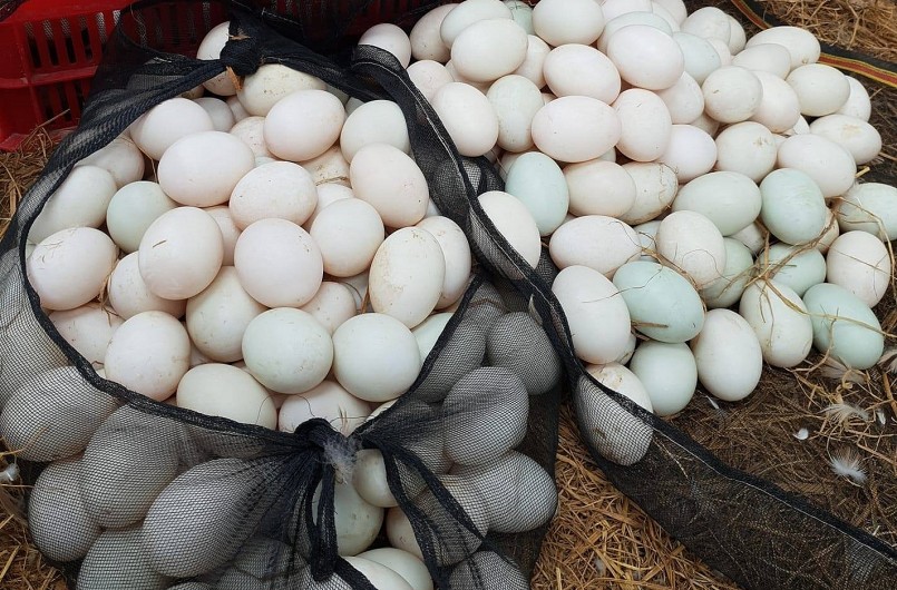 Nuôi vịt đẻ trên cạn thuận tiện cho việc thu hồi trứng.