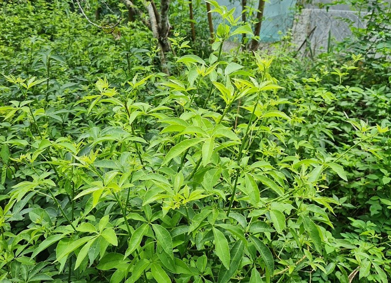 Ngọn ngũ gia bì hương được nhiều du khách miền xuôi tìm mua Ngọn ngũ gia bì hương được nhiều du khách miền xuôi tìm mua