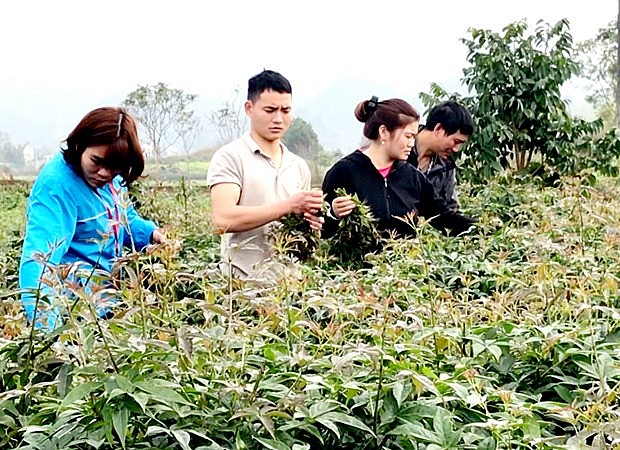 Vườn rau gũ gia bì của Vương Quốc Hiếu Vườn rau gũ gia bì của Vương Quốc Hiếu