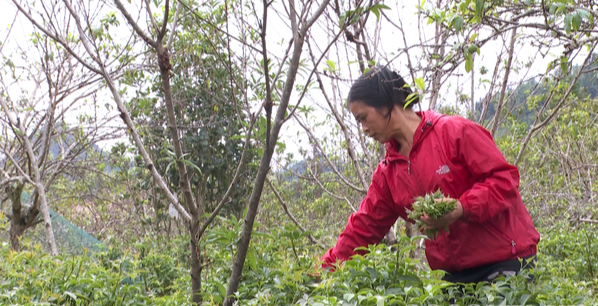 Bà Sin Thị Thu hái ngọn ngũ bì hương Bà Sin Thị Thu hái ngọn ngũ bì hương