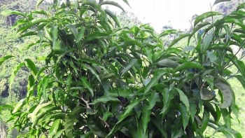 Cây rau rừng đặc biệt được thi sỹ Tản Đà ngợi ca bất ngờ lại là thực phẩm đại bổ