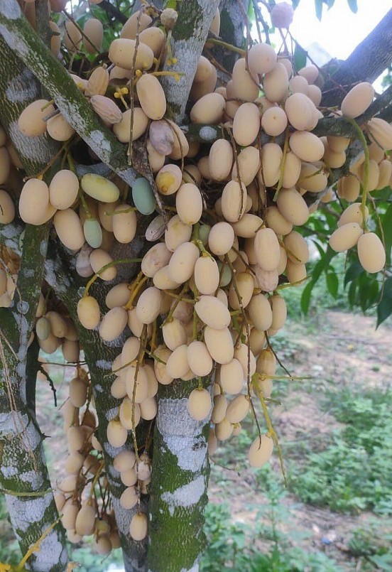 Cây rau sắng ra quả khi chín có màu vàng.