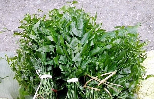 Rau sắng, bao gồm cả lá non và các đọt thân, thường được sử dụng để nấu canh. 