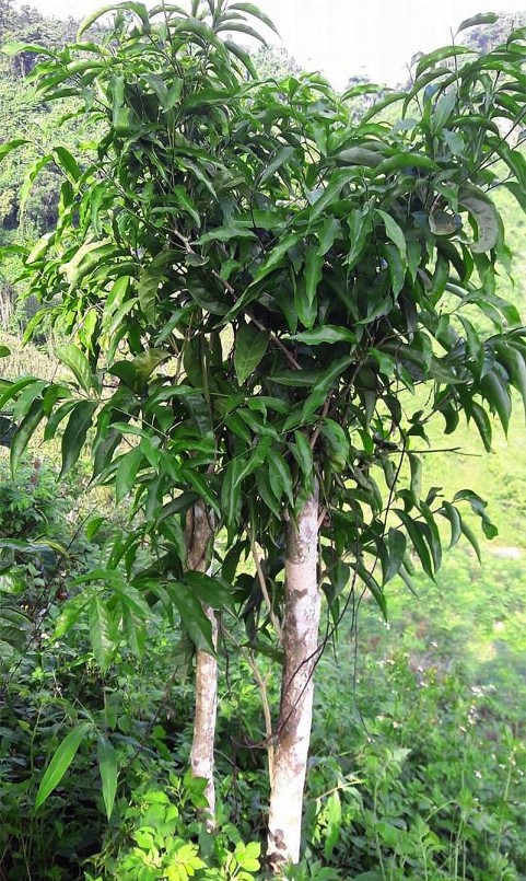 Cây rau sắng rừng mọc tự nhiên trên núi, chủ yếu trên những vách đá của núi đá vôi có độ cao khoảng 100 – 200 m trở lên.