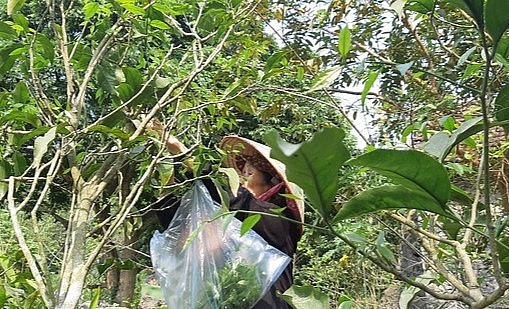 Người dân đi hái rau sắng rừng (còn gọi là rau ngót rừng).