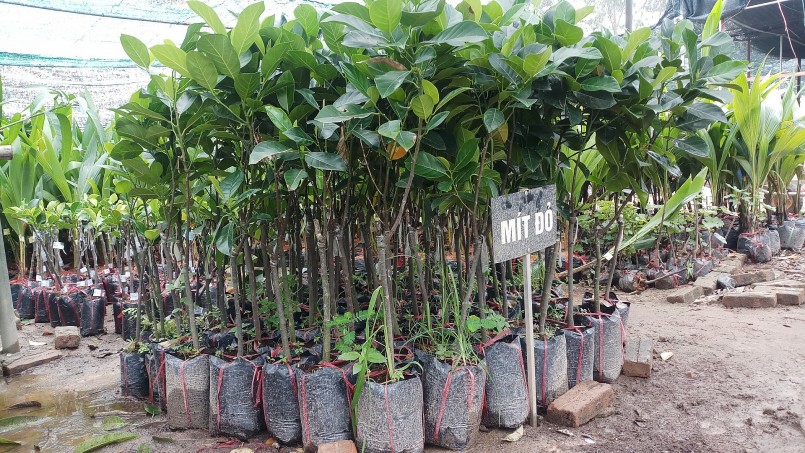 Mít đỏ mang tiền tỷ về cho người nông dân Hậu Giang