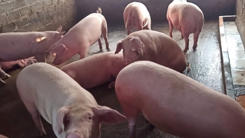 Giá heo hơi hôm nay (11/3) loay hoay đáy 46.000 đồng, “thủ phủ” nuôi heo lo mất vốn