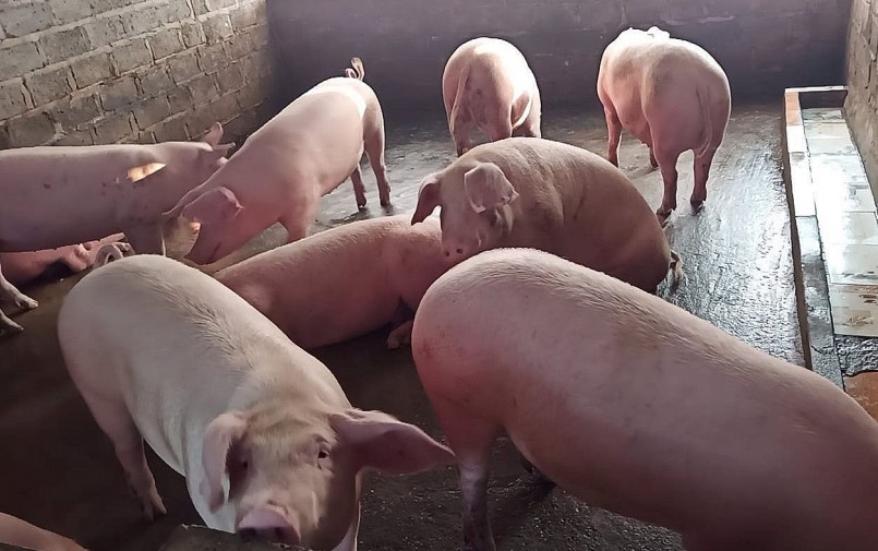 Giá heo hơi hôm nau (11/3) không ghi nhận biến động mới, ở các địa phương giá giữ nguyên mốc 46.000 - 52.000 đồng/kg. 