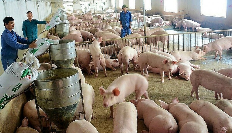 Giá heo hơi giảm sâu cả doanh nghiệp và người nuôi nhỏ lẻ lo mất vốn.