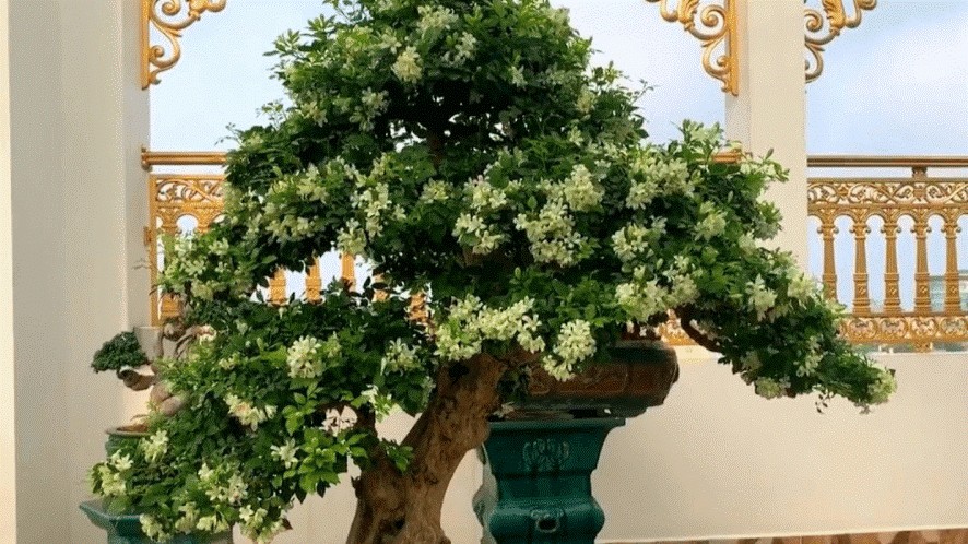 Đặt 3 loại hoa này ở góc nhà gia đình phát tài, thịnh vượng cả năm