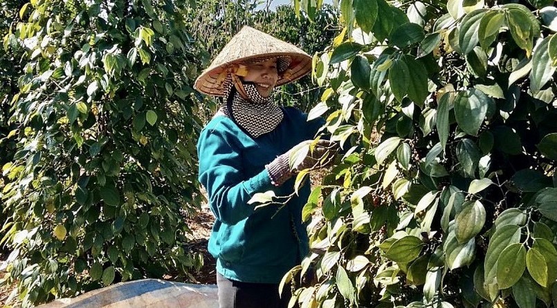 Giá nông sản hôm nay (11/3), giá hồ tiêu còn nhiều biến động. Giá nông sản hôm nay (11/3), giá hồ tiêu còn nhiều biến động.