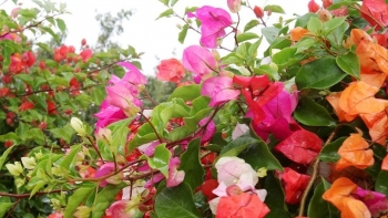 Cử nhân bỏ việc đi trồng hoa ngũ sắc bán cho nhà giàu, mỗi năm lãi đều 200 triệu