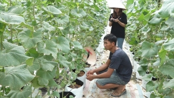 Bất ngờ khi dưa lưới kín giàn căng mọng trên vùng đất cháy, 9X lộ tuyệt chiêu