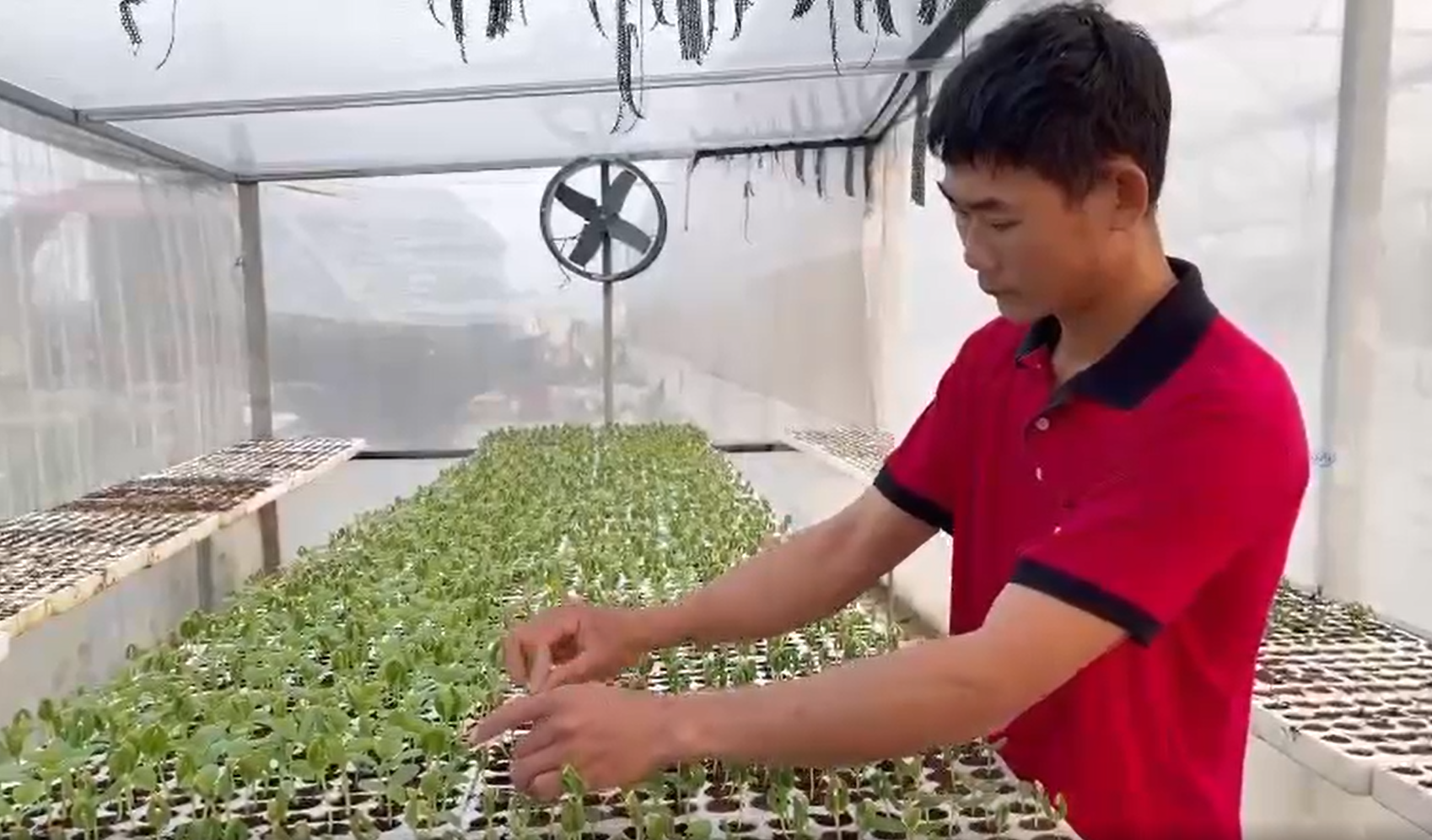 Trang trại dưa lưới được áp dụng công nghệ và tuân thủ các quy trình sản xuất hữu cơ. Trang trại dưa lưới được áp dụng công nghệ và tuân thủ các quy trình sản xuất hữu cơ.