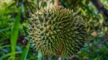 Trung Quốc trồng thành công hàng nghìn héc ta sầu riêng, cửa xuất khẩu có còn rộng mở?