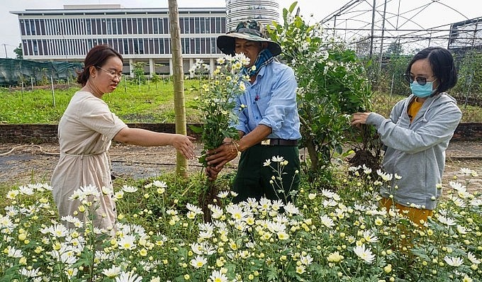 Nhiều người tới đặt mua những khóm cúc họa mi về trồng tại nhà.