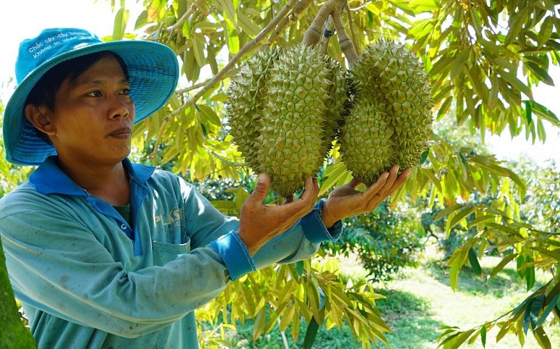 Tại miền Tây, nhiều diện tích trồng lúa đã chuyển đổi sang trồng sầu riêng.