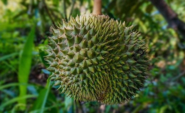 Trái sầu riêng non ở thành phố Mậu Danh, tỉnh Quảng Đông, Trung Quốc. Đây là lần đầu tiên Trung Quốc trồng thành công sầu riêng ở đất liền.